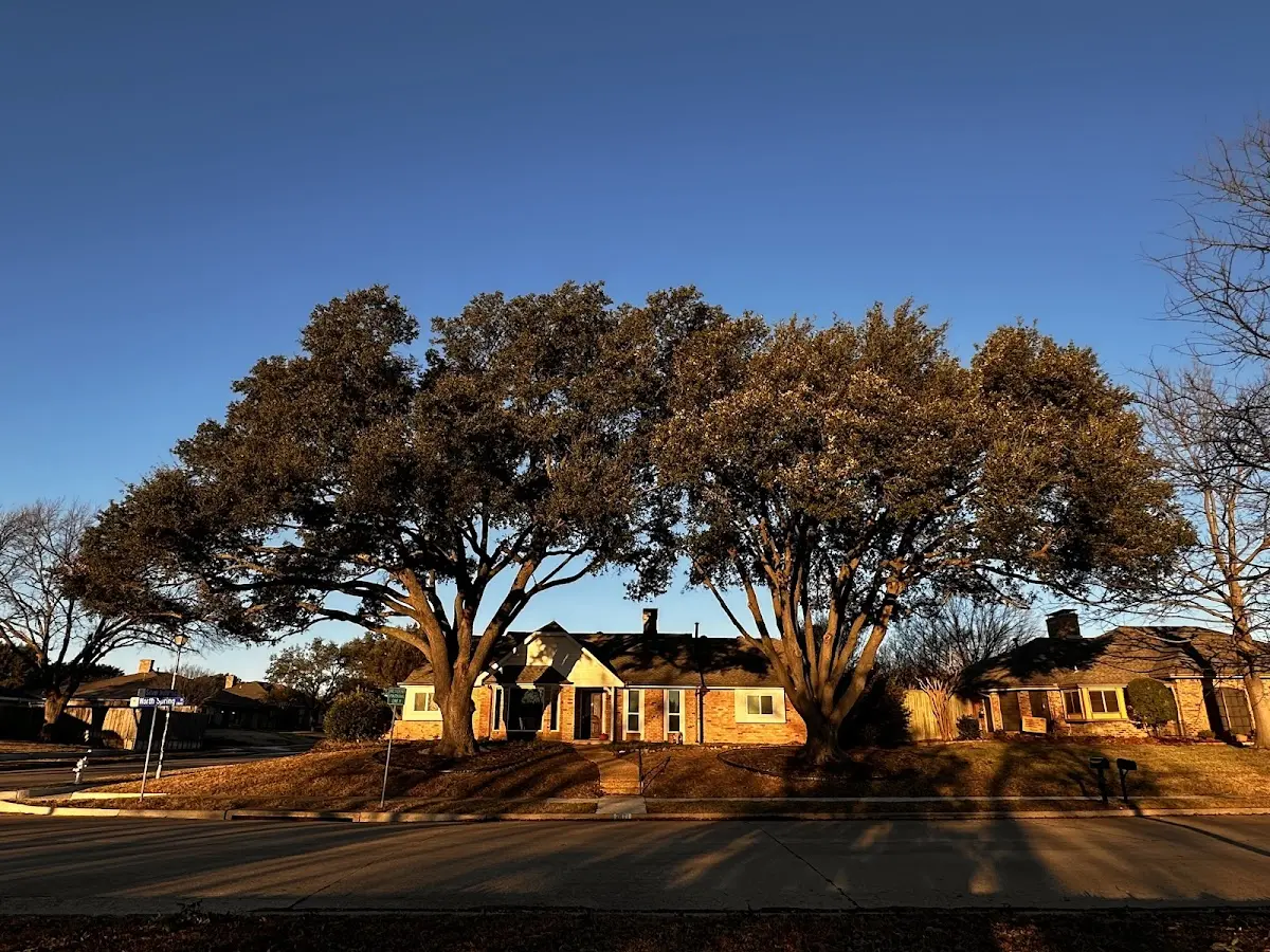 Established residential canopy tree shading a home in Mount Carmel